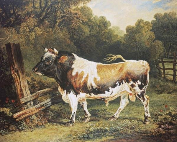 JAMES WARD - A BULL OF THE ALDERNEY BREED: James Ward - A Bull Of The Alderney Breed - 30 X 24 In. - Gallery Stretched The Piece Of Art Is Ready To Hang Or Lean Against A Wall, Or Display On An Easel. - A Giclée Print Is The Highest Quality P