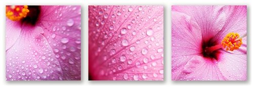 DOUG CAVANAH __PINK HIBISCUS TRIO: Pink Hibiscus Trio - Doug Cavanah Is A Professional Photographer. Giclee On Canvas