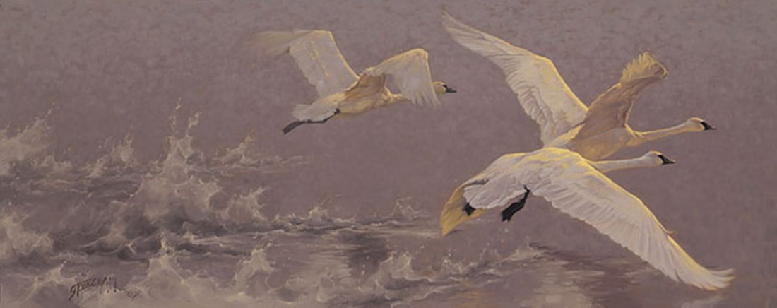 LIFT - GREG BEECHAM: Lift - Greg Beecham - Hand Signed - Limited Edition Canvas - Image Size: 30"w X 12"h. Edition Size:100 - Beauty takes flight in this graceful new work of art by wildlife artist Greg Beecham. "I like t