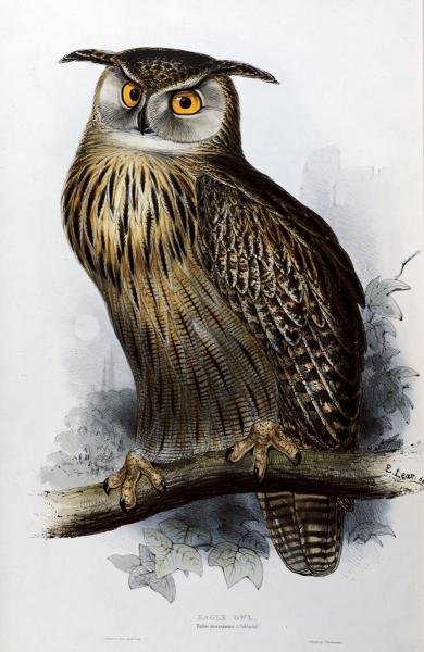 JOHN GOULD - EAGLE OWL: John Gould - Eagle Owl - 26 X 40 In. - This Giclée Print Is Gallery Stretched And Ready To Hang Or Lean Against A Wall, Or Display On An Easel. - A Giclée Print Is The Highest Quality Print Availabl