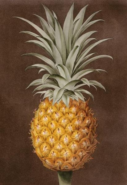 GEORGE BROOKSHAW - PINEAPPLE: George Brookshaw - Pineapple - 20 5/8 X 30 In. - This Giclée Print Is Gallery Stretched And Ready To Hang Or Lean Against A Wall, Or Display On An Easel. - A Giclée Print Is The Highest Quality Prin