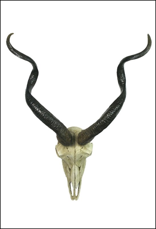KUDU SKULL WALL PLAQUE (COLOR): Kudu Skull Wall Plaque (color) - Material - Poly Stone - Size - (l) 22 1/8