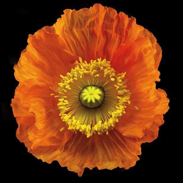 Iceland Poppy by Richard Reynolds: Iceland Poppy by Richard Reynolds - Edition Size: Open - Giclee on Canvas, Signed - Museum Wrapped Dimensions: 16 x 16 Release Date: 3-2011 ……….Richard Reynolds has been photographing nature for