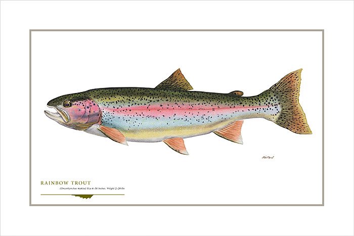 RAINBOW TROUT - FLICK FORD: Rainbow Trout - Flick Ford - Hand Signed - Open Edition Print - Image Size: 18"w X 12"h. - Image for Rainbow Trout (Oncorhynchus mykiss) Size 6-36 inches. Weight 2-20 lbs