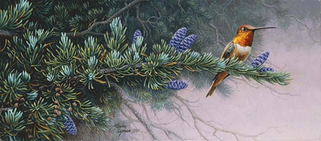 RUFUS HUMMINGBIRD AND MOUNTAIN HEMLOCK - STEPHEN LYMAN: Rufus Hummingbird And Mountain Hemlock - Stephen Lyman - Smallwork Hand Signedsize: 12"w X 5 1/4"h. Edition Size:100 - This is a close-up landscape where the viewer is on their knees to investigate an
