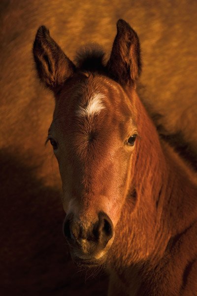 What's Up by Robert Dawson: What's Up by Robert Dawson - Edition Size: Open - Giclee on Canvas, Open Edition Dimensions: 30 x 20 Release Date: 8-2012 ..........Robert Dawson's romance with the west started as a young boy growing