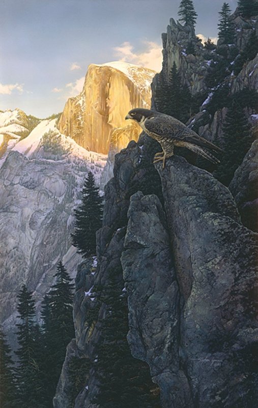 RETURN OF THE FALCON - STEPHEN LYMAN: Return Of The Falcon - Stephen Lyman - Hand Signed Image Size: 22"w X 35"h. Edition Size:75 - In the 1950s and 60s, the worldwide population of peregrines, one of the most widespread birds on earth, p