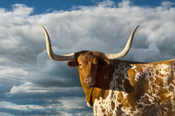 Texas Longhorn by Robert Dawson: Texas Longhorn by Robert Dawson - Edition Size: Open - Giclee on Canvas, Open Edition Dimensions: 24 x 36 Release Date: 3-2013 ……….Robert Dawson's romance with the west started as a young boy gr