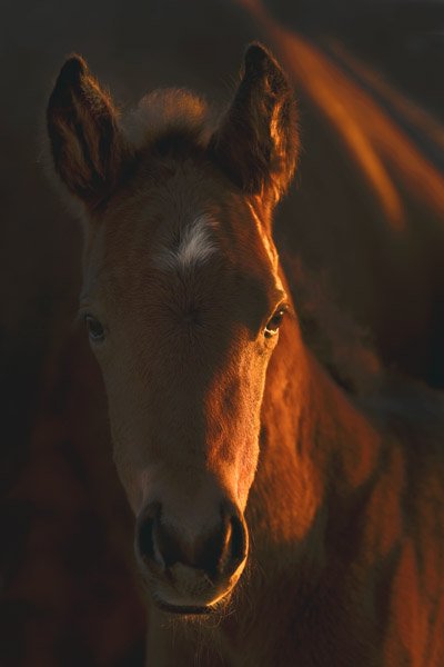 Little Miss by Robert Dawson: Little Miss by Robert Dawson - Edition Size: Open - Open Giclee Poster Dimensions: 36 x 24 Release Date: 8-2012 ……….Robert Dawson's romance with the west started as a young boy growing up in Tex
