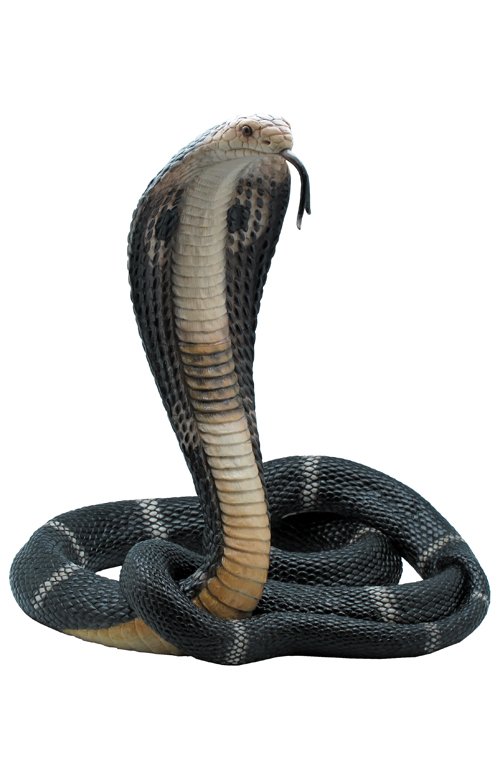 KING COBRA: King Cobra - Material - Poly Stone - Size - (h) 13