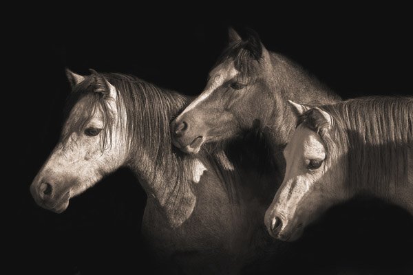 THREE PONIES BY ROBERT DAWSON: Three Ponies By Robert Dawson - Edition Size: Open - Giclee On Canvas, Open Edition Dimensions: 20 X 30 Release Date: 8-2012 ……….robert Dawson's Romance With The West Started As A Young Boy Grow