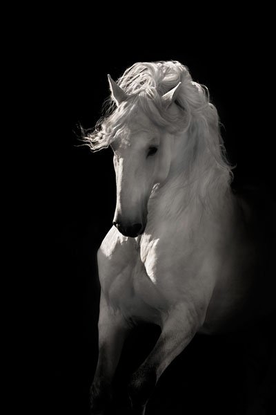 INTO THE LIGHT BY ROBERT DAWSON: Into The Light By Robert Dawson - Edition Size: Open - Giclee On Canvas, Open Edition Dimensions: 24 X 16 Release Date: 5-2012 ……….robert Dawson's Romance With The West Started As A Young Boy Gr