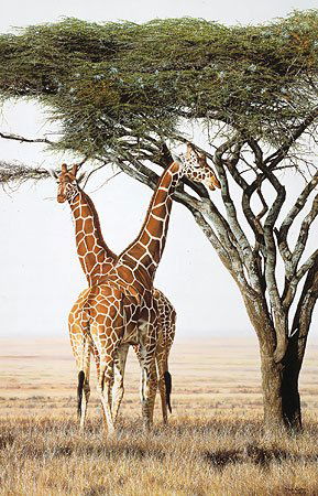 GREG BEECHAM - BUSTIN´ THROUGH: Greg Beecham - Bustin´ Through - Hand Signed - Limited Edition Print - Image Size: 23"w X 16 5/8"h. Limited Edition Of: 750 - "i'm Growing Increasingly Involved With Color Purity And Dynamic Brushstr