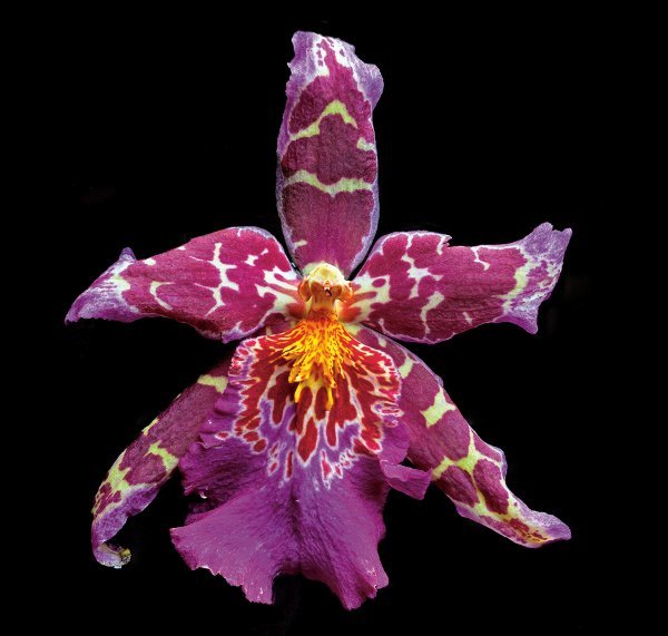 ORCHID - TROPIC TOM BY RICHARD REYNOLDS: Orchid - Tropic Tom By Richard Reynolds - Edition Size: Open - Giclee On Canvas, Signed - Museum Wrapped Dimensions: 16 X 16 Release Date: 3-2011 ……….richard Reynolds Has Been Photographing Natu