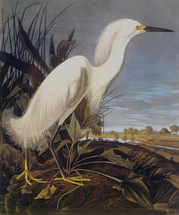 JOHN JAMES AUDUBON - SNOWY HERON OR WHITE EGRET: John James Audubon - Snowy Heron Or White Egret - 33 1/4 X 40 In. - This Giclée Print Is Gallery Stretched And Ready To Hang Or Lean Against A Wall, Or Display On An Easel. - A Giclée Print Is