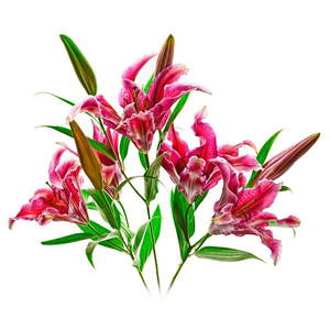 Star Gazers by Richard Reynolds