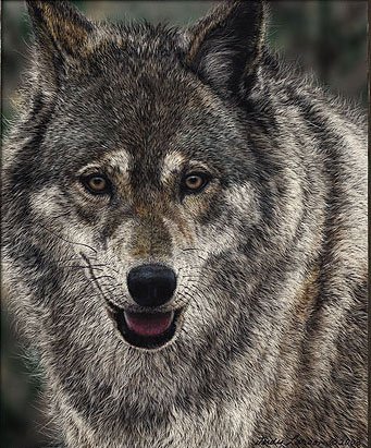 JUDY LARSON - STAYIN´ ALIVE: Judy Larson - Stayin´ Alive - Hand Signed - Limited Edition Canvas - Image Size: 9"w X 11"h. Limited Edition Of: 150 - "survival Of The Close-knit Pack Is Usually The Most Important Item On The Wolf 