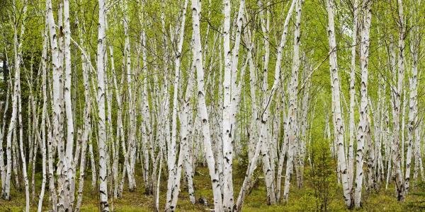 DON JOHNSTON - WHITE BIRCH GROVE WITH SPRING FOLIAGE,: Don Johnston - White Birch Grove With Spring Foliage, Canada - 60 X 30 In. - Giclée Print - Gallery Stretched - Ready to hang.