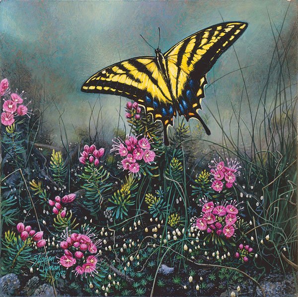 STEPHEN LYMAN - SWALLOWTAIL BUTTERFLY AND PINK MOUNTAIN: Stephen Lyman - Swallowtail Butterfly And Pink Mountain Heather - Smallwork Hand Signedsize: 9 1/2"w X 9 1/2"h. Limited Edition Of: 100 - This Is A Close-up Landscape Where The Viewer Is On Their Knee