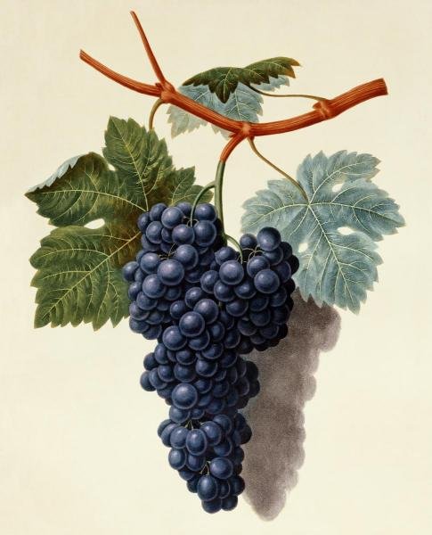 GEORGE BROOKSHAW - BLACK MUSCADINE GRAPES: George Brookshaw - Black Muscadine Grapes - 29 1/8 X 36 In. - Giclée Print - Gallery Stretched - Ready to hang.