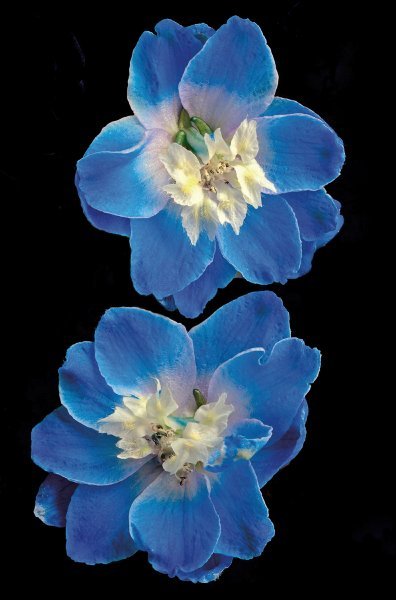 Candle Delphinium by Richard Reynolds: Candle Delphinium by Richard Reynolds -- Digital Open Paper Dimensions: 18 x 12 Edition Size: Open