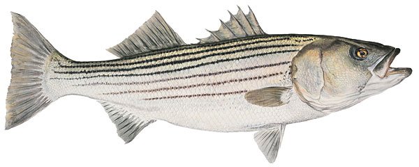 Flick Ford - Mature Striped Bass: Flick Ford - Mature Striped Bass - Hand Signed - Canvas - Edition Image Size: 14"w X 7"h. Limited Edition Of: 75 - If You Want To Find Stripers, Study Tidal Flows, Current And Surf Breaks And Any Plac
