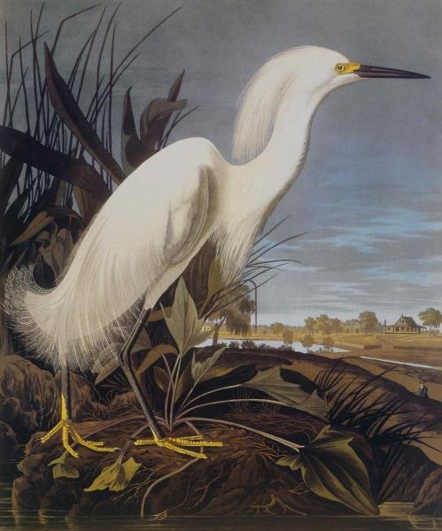 JOHN JAMES AUDUBON - SNOWY HERON OR WHITE EGRET: John James Audubon - Snowy Heron Or White Egret - 33 1/4 X 40 In. - Giclée On Canvas - Museum Wrapped - Large Piece Of Art - This Piece Is Ready To Hang On Your Wall
