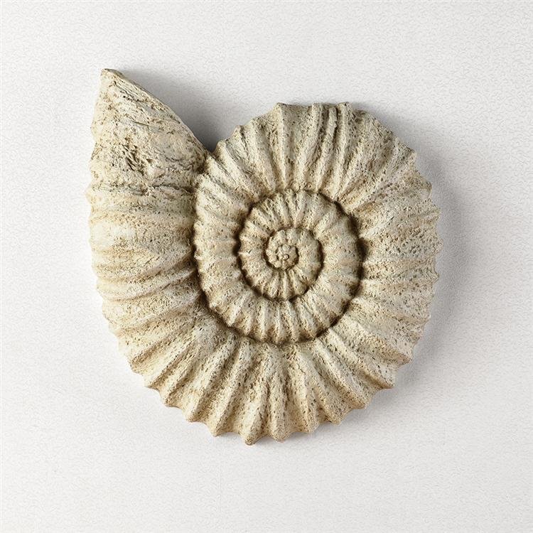 Nautilus Shell Wall Hanging: Nautilus Shell Wall Hanging - Nautilus Shell Wall Hanging