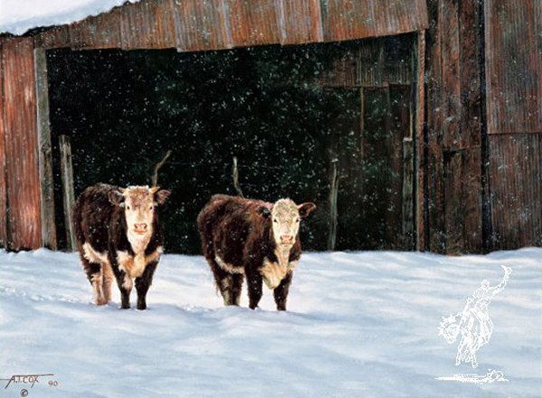 Hick's Hereford Heifers by Tim Cox: Hick's Hereford Heifers by Tim Cox -- Print - Open Edition Dimensions: 9 x 12 Edition Size: Open