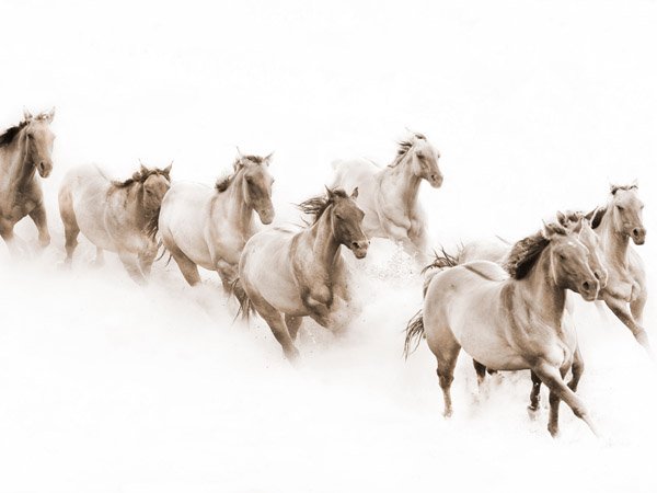 The Herd by Robert Dawson: The Herd by Robert Dawson -- Digital Open Paper Dimensions: 10 x 15 Edition Size: Open