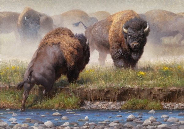 Yellowstone Face Off by Kyle Sims: Yellowstone Face Off by Kyle Sims -- Giclee on Canvas - Grande Edition Dimensions: 30 x 42 Edition Size: 35
