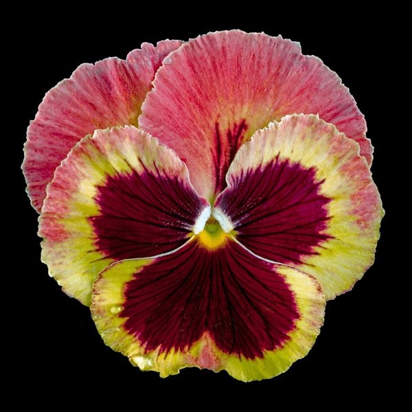 Pansy Delta Fire by Richard Reynolds: Pansy Delta Fire by Richard Reynolds -- Giclee on Canvas, Signed - Museum Wrapped Dimensions: 16 x 16 Edition Size: Open