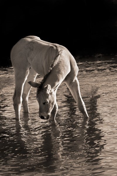 Cool Water by Robert Dawson: Cool Water by Robert Dawson -- Digital Open Paper Dimensions: 15 x 10 Edition Size: Open