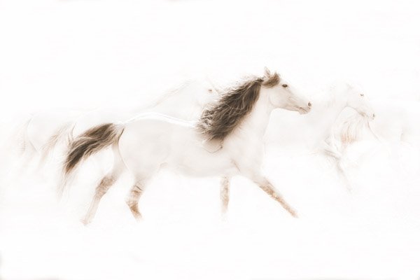 The Mustangs by Robert Dawson: The Mustangs by Robert Dawson -- Giclee on Canvas, Open Edition Dimensions: 10 x 15 Edition Size: Open