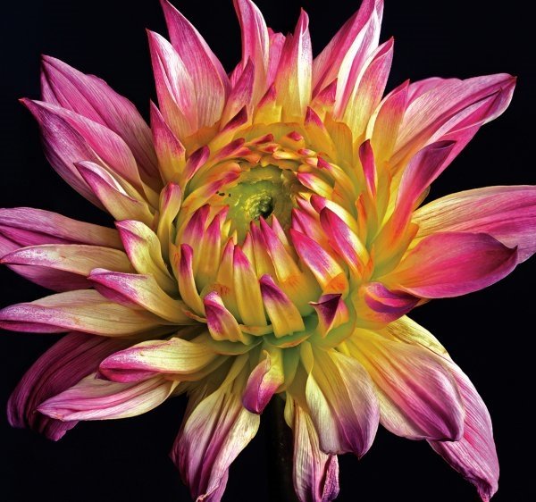 Dahlia 1 by Richard Reynolds: Dahlia 1 by Richard Reynolds -- Digital Open Print Dimensions: 12 x 12 Edition Size: Open