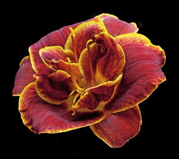 Daylily - Night Embers by Richard Reynolds: Daylily - Night Embers by Richard Reynolds -- Digital Open Print Dimensions: 12 x 13 Edition Size: Open