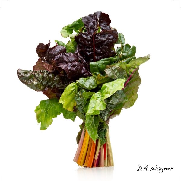 Rainbow Chard by David Wagner: Rainbow Chard by David Wagner -- Giclee on Canvas, Signed - Museum Wrapped Dimensions: 24 x 24 Edition Size: Open