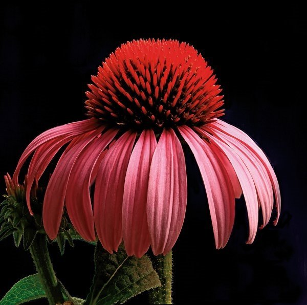 Richard Reynolds - Purple Coneflower: Richard Reynolds - Purple Coneflower Digital Open Print Dimensions: 12 x 12 Edition Size: Open