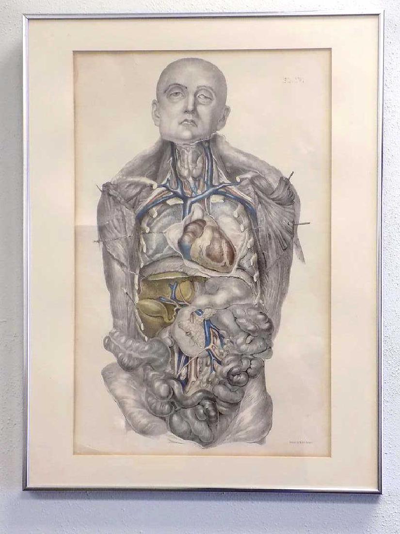 19TH CENTURY ANATOMICAL HANHART LITHOGRAPH 19th Century: 19th Century Hanhart publishing Anatomical Color Lithograph of Human male organs. Plate IV. Series unknown. 18" x 24" Framed.