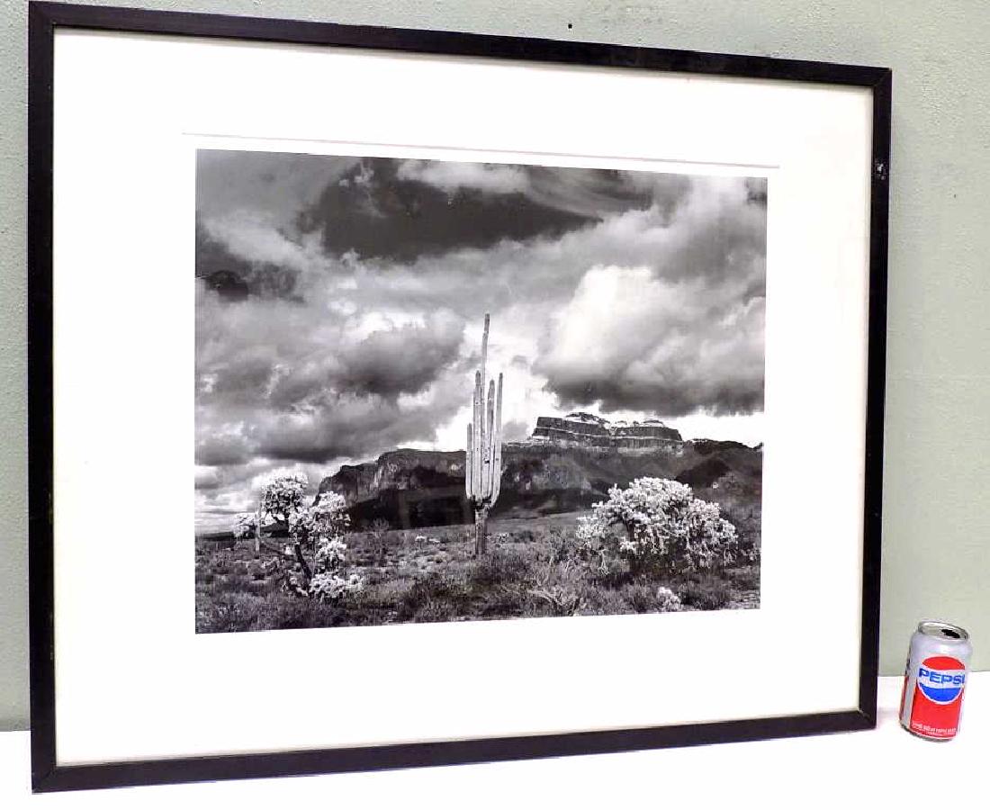 JUDY FORSTER ? DESERT CACTUS PHOTOGRAPH (1 of 4)