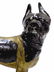 HUBLEY COLD PAINTED CAST IRON BOSTON TERRIER DOG - 2