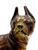 HUBLEY COLD PAINTED CAST IRON BOSTON TERRIER DOG - 2