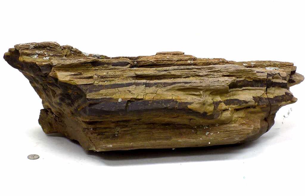 HUGE ANCIENT PETRIFIED WOOD STONE LOG: Huge Ancient Petrified Wood Stone Log. 9.50" x 11" x 26.50". Weighs 86 lbs.