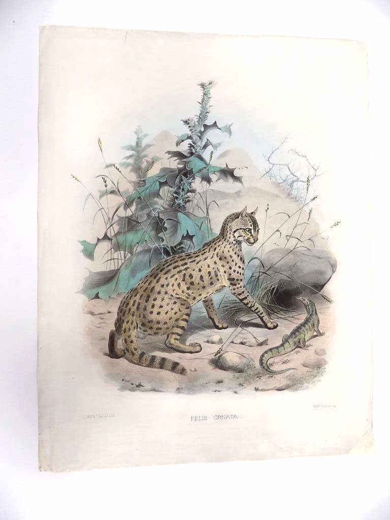 FELIS ORNATA LITHOGRAPH (1 of 6)