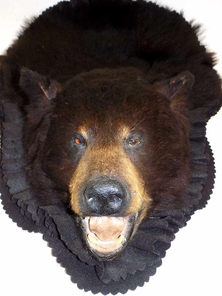 VINTAGE BLACK BEAR HEAD TAXIDERMY MOUNT (1 of 4)