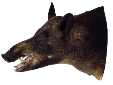 LARGE RUSSIAN BOAR TAXIDERMY TROPHY MOUNT