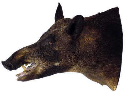 LARGE RUSSIAN BOAR TAXIDERMY TROPHY MOUNT: Large Russian Boar Taxidermy Trophy Mount. Height 18" x Length 15"