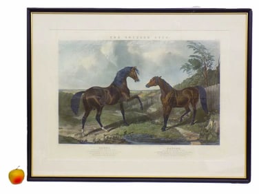 LARGE 1846 BRITISH STUD EQUESTRIAN ENGRAVING