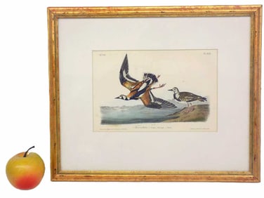 AUDUBON TURNSTONE BIRDS COLOR LITHOGRAPH