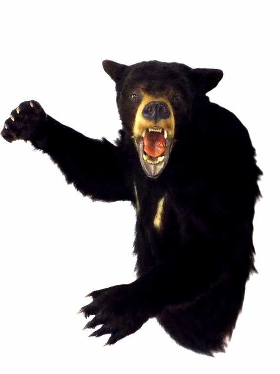 BIG LIFE SIZE BLACK BEAR TAXIDERMY WALL TROPHY MOUNT (1 of 7)